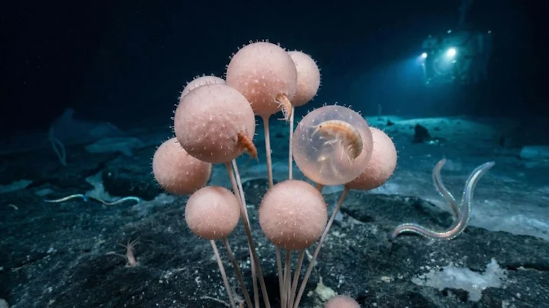 про Антарктиду