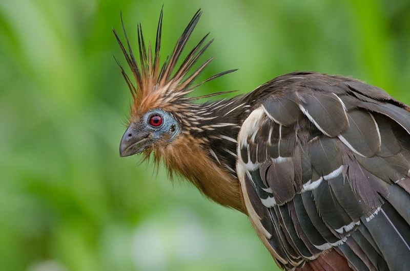 Південна Америка