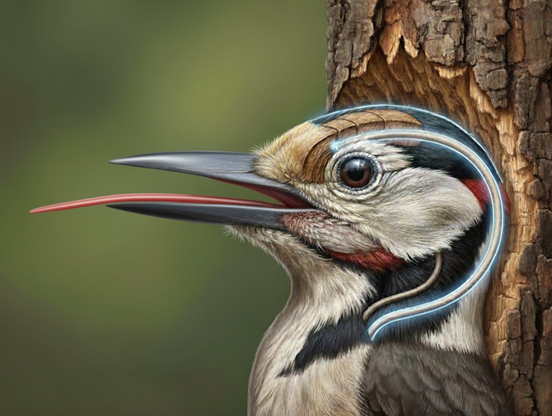 факти про дятла