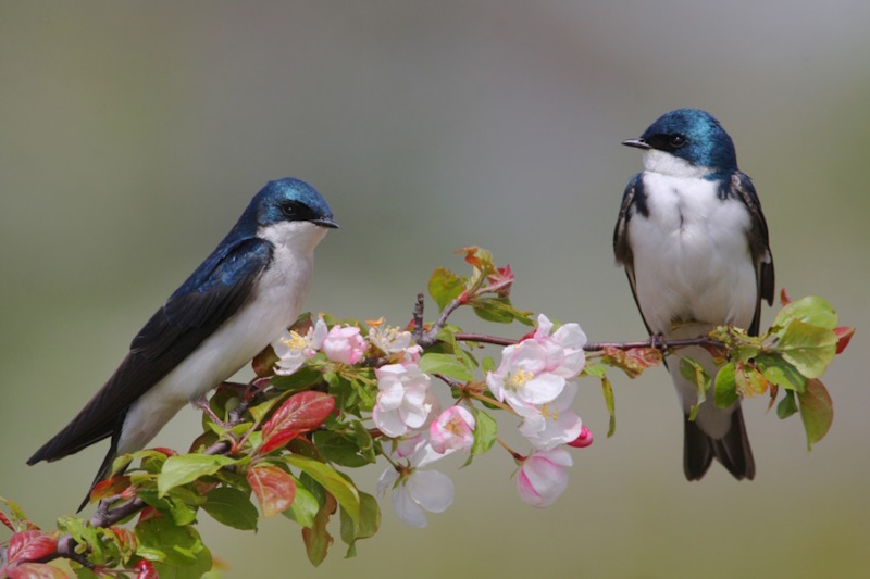 факти про ластівку