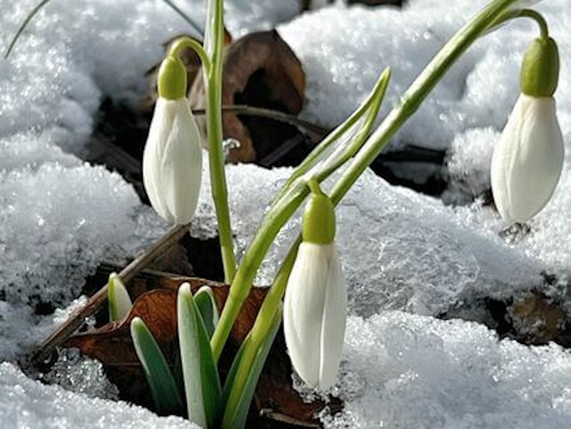 про підсніжники