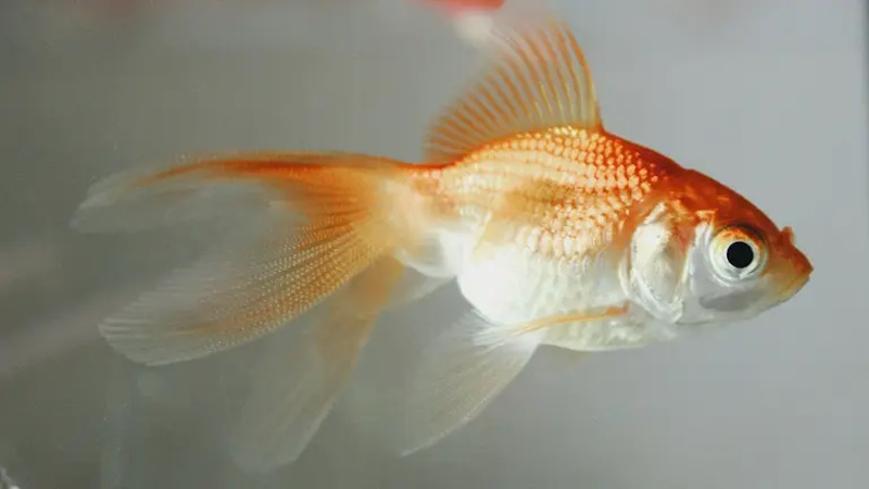 факти про риб