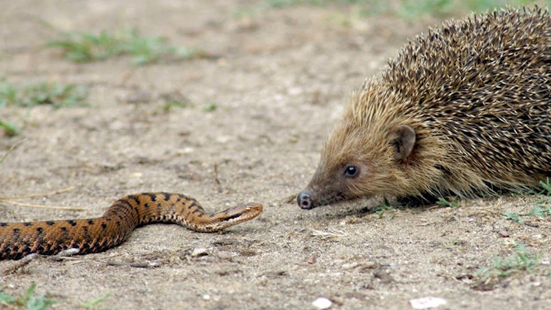 факти про їжака
