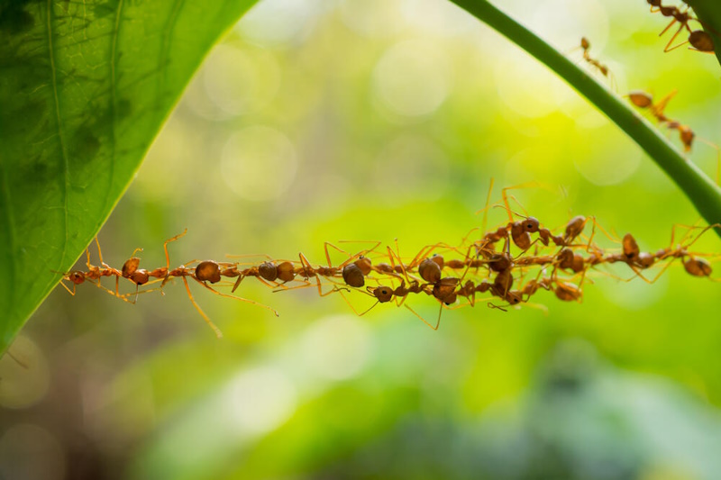 факти про мурах
