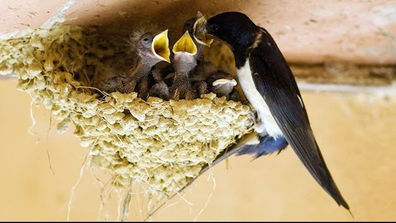 факти про ластівку