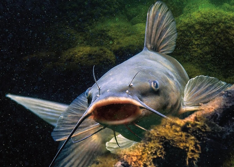 факти про риб