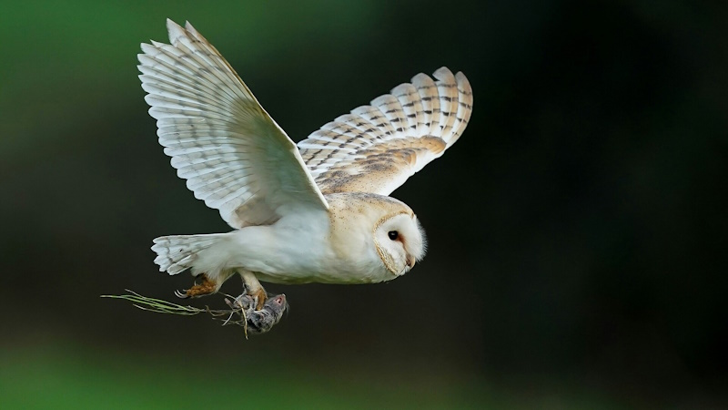 факти про сову