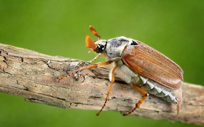 Травневий хрущ