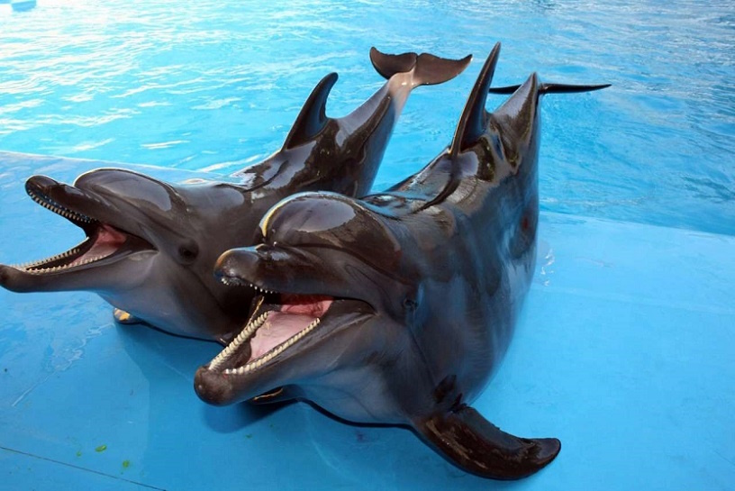 про дельфінів