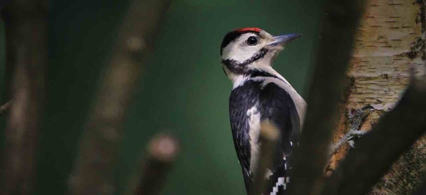 факти про дятла