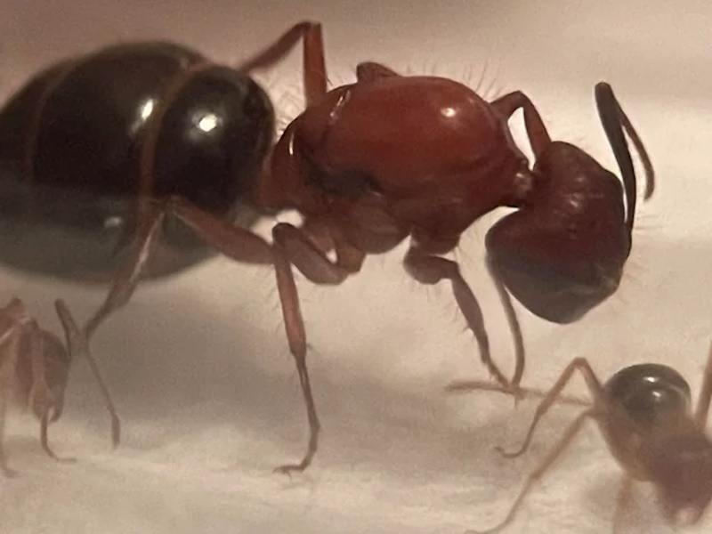 факти про мурах