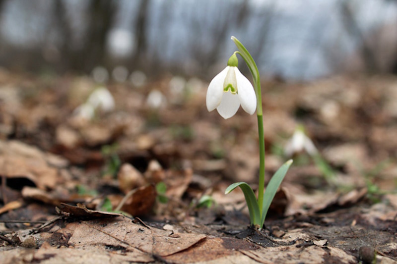 про підсніжники
