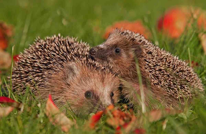 факти про їжака