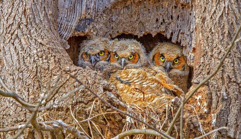 факти про сову