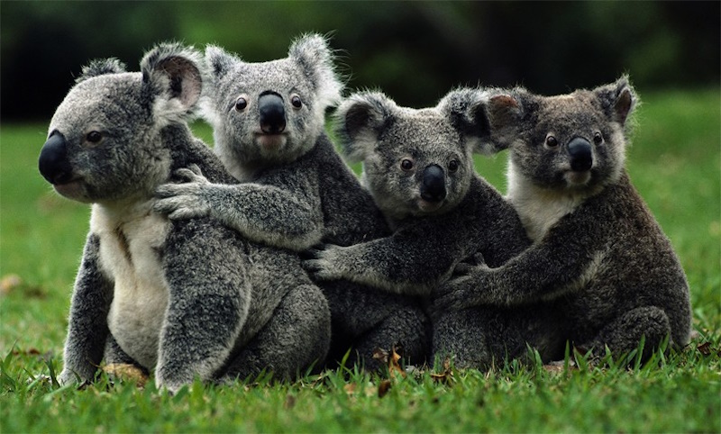факти про коалу