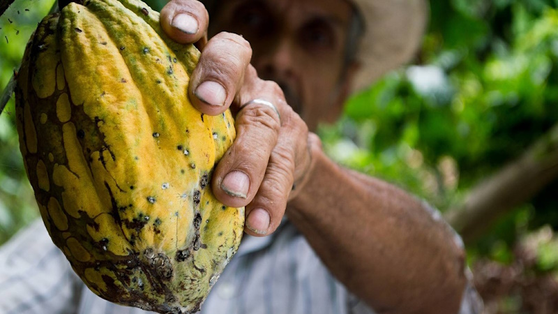 факти про шоколад