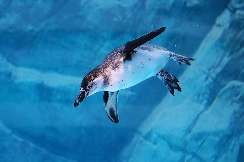 про пінгвінів