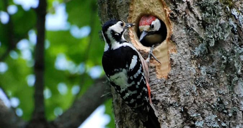 факти про дятла