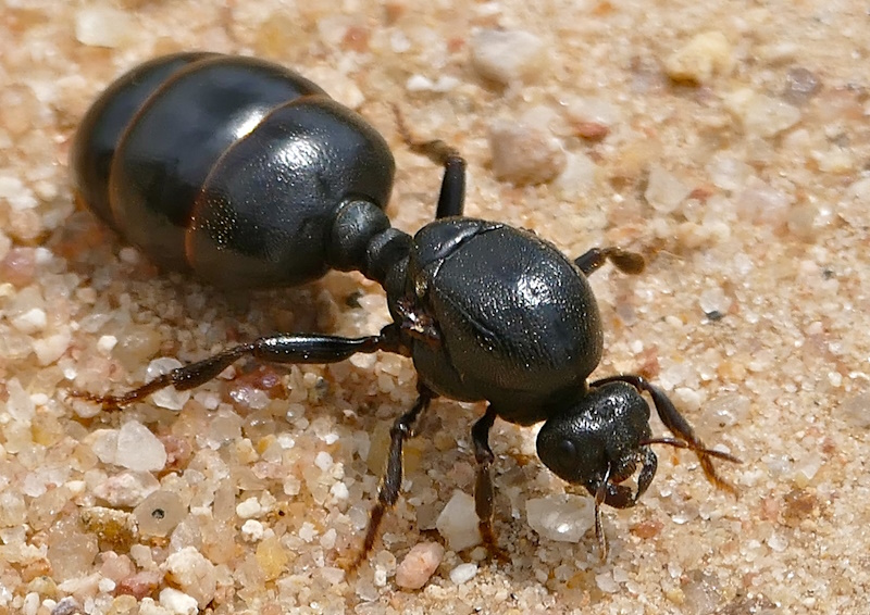 факти про мурах