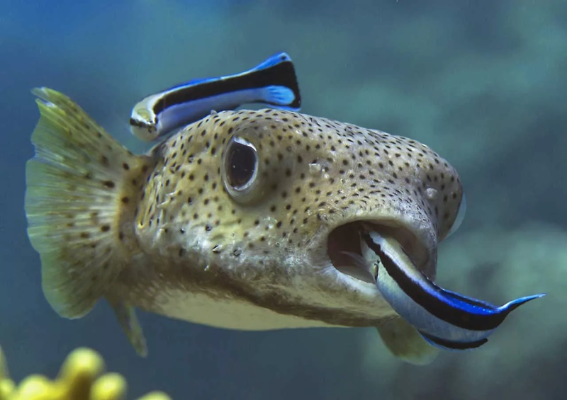 факти про риб