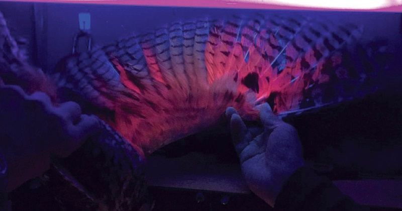 факти про сову