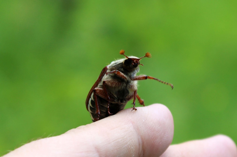 Травневий хрущ