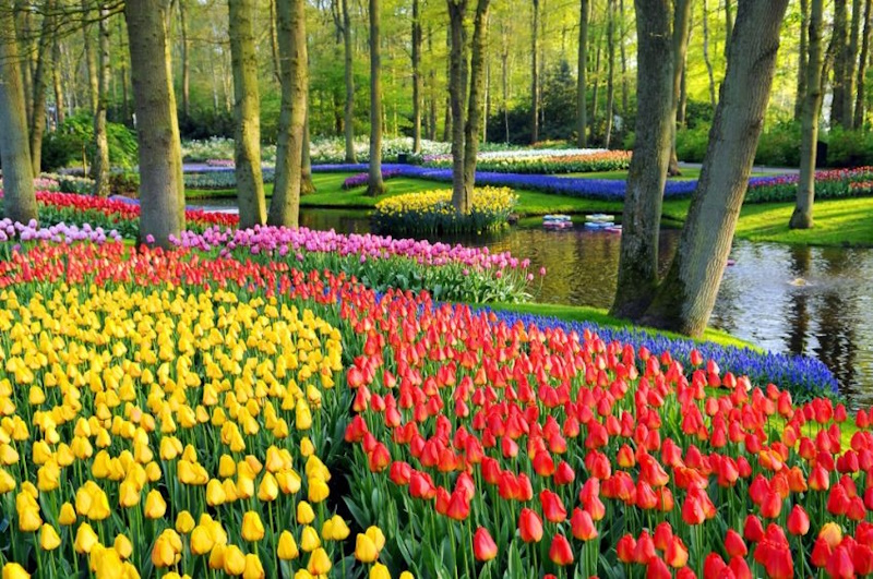 Цікаві факти про тюльпани