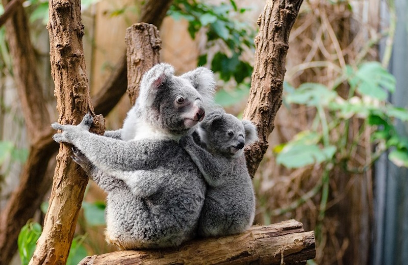 факти про коалу