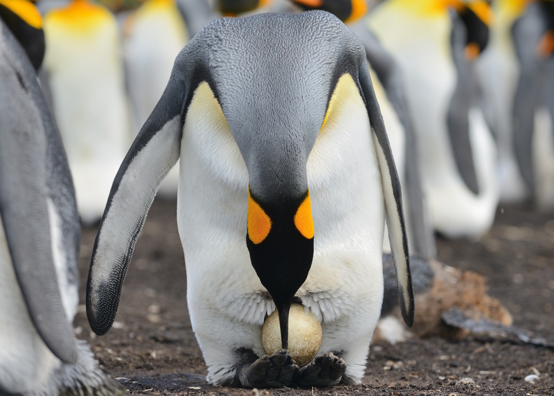 про пінгвінів