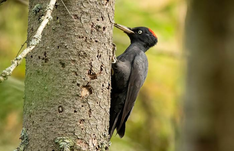 факти про дятла