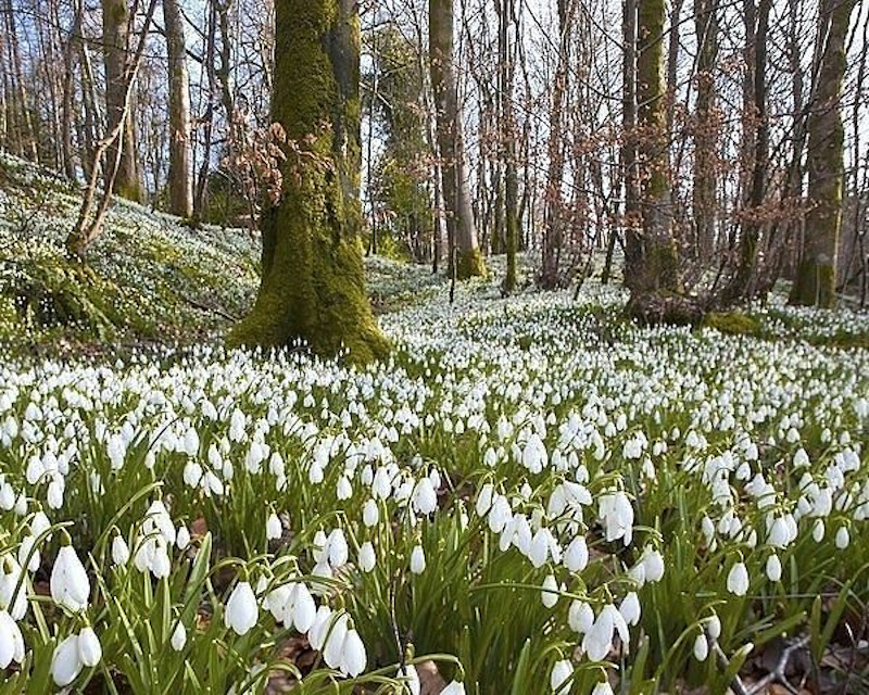 про підсніжники