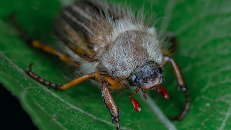 Травневий хрущ