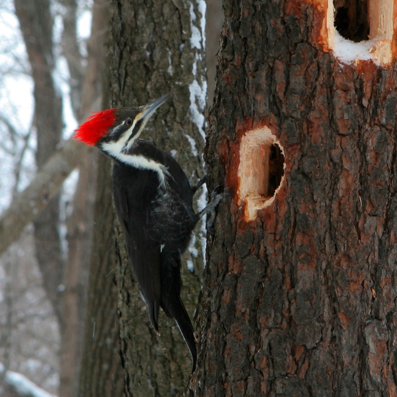 факти про дятла