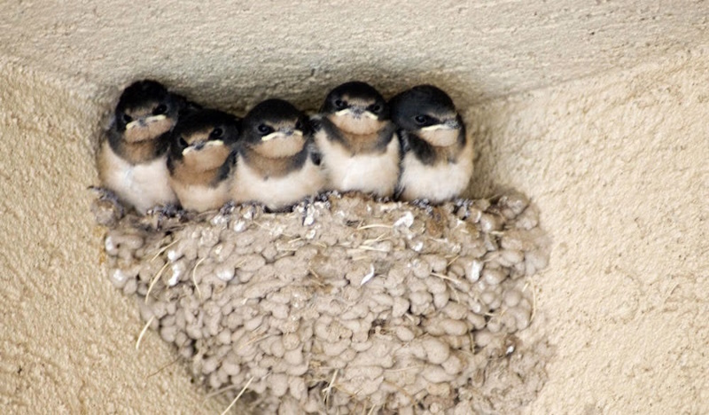 факти про ластівку