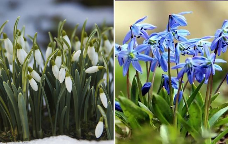 про підсніжники