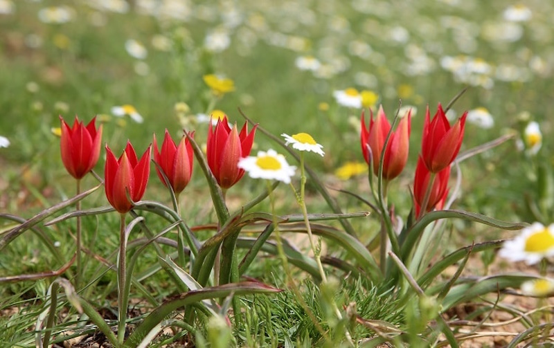 Цікаві факти про тюльпани