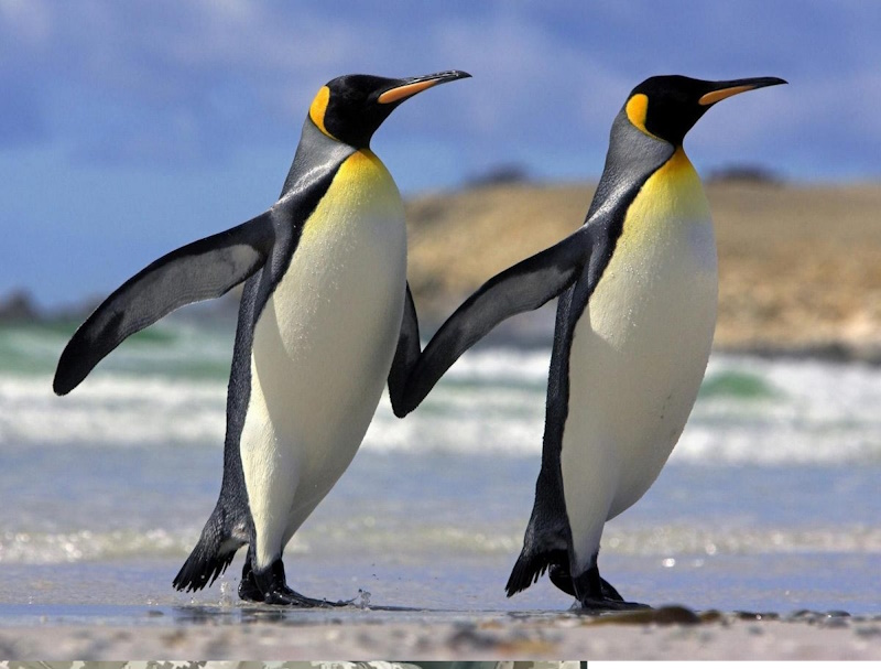 про пінгвінів