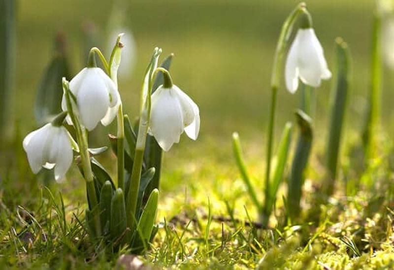 про підсніжники