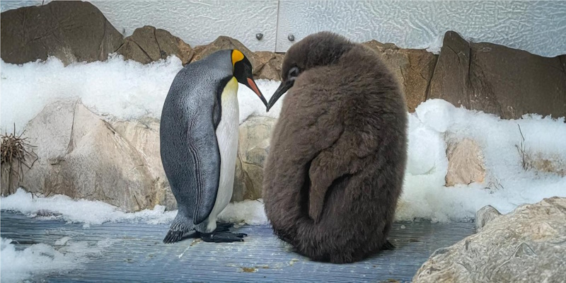 про пінгвінів