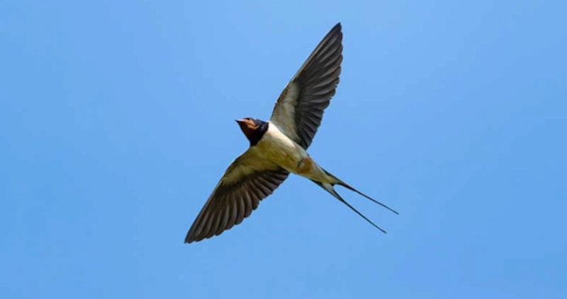 факти про ластівку