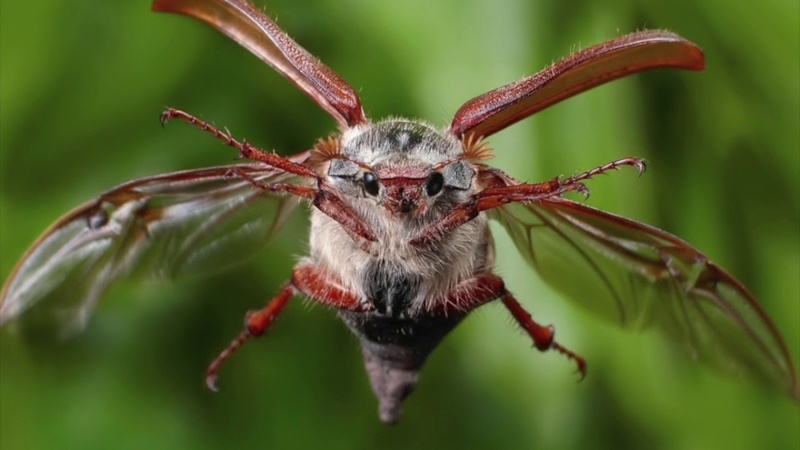 Травневий хрущ цікаві факти: від середньовічного суду до штучного інтелекту