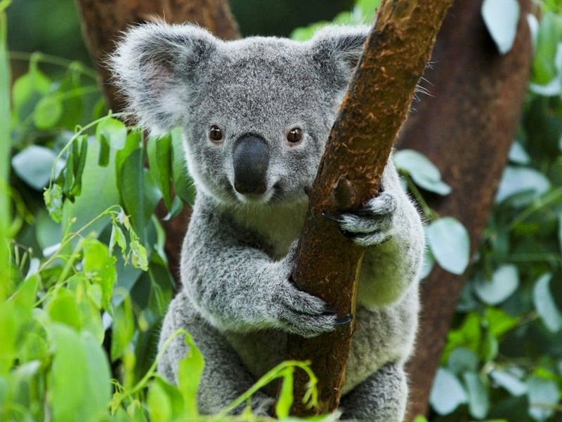 Цікаві факти про коалу: сумчаста аномалія, яка п’є менше, ніж думають, спить більше, ніж дозволяє совість